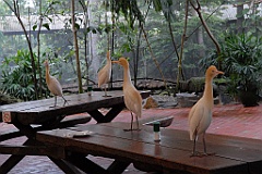 0770 Wildlife Habitat Port Douglas